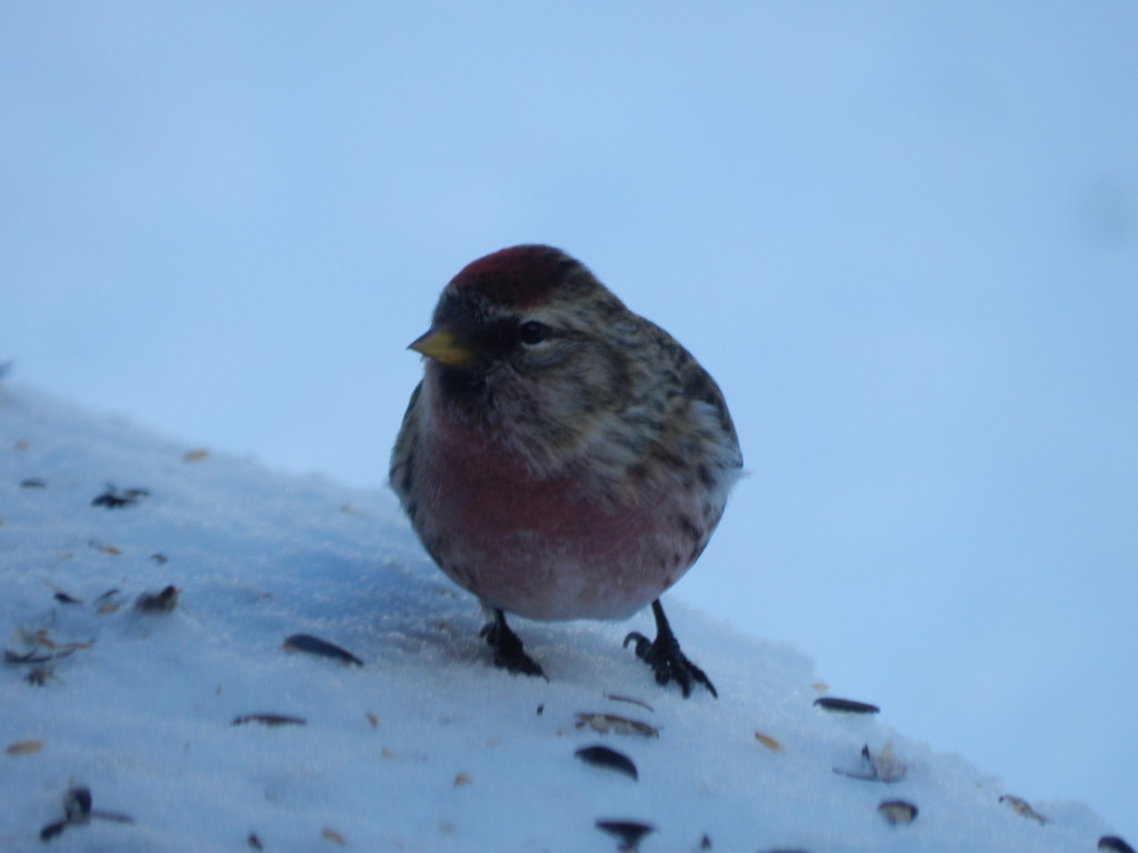 Common Redpoll (in the shade)